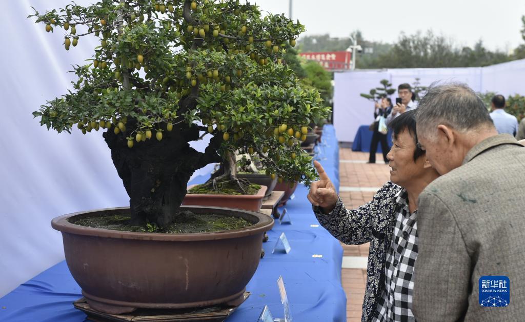 宝马 棋牌